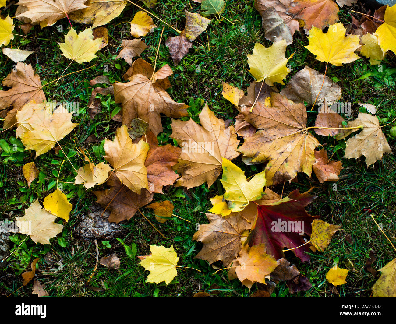 Farbige Herbstliche Blätter auf dem Rasen gefallen - Herbst Hintergrund Stockfoto