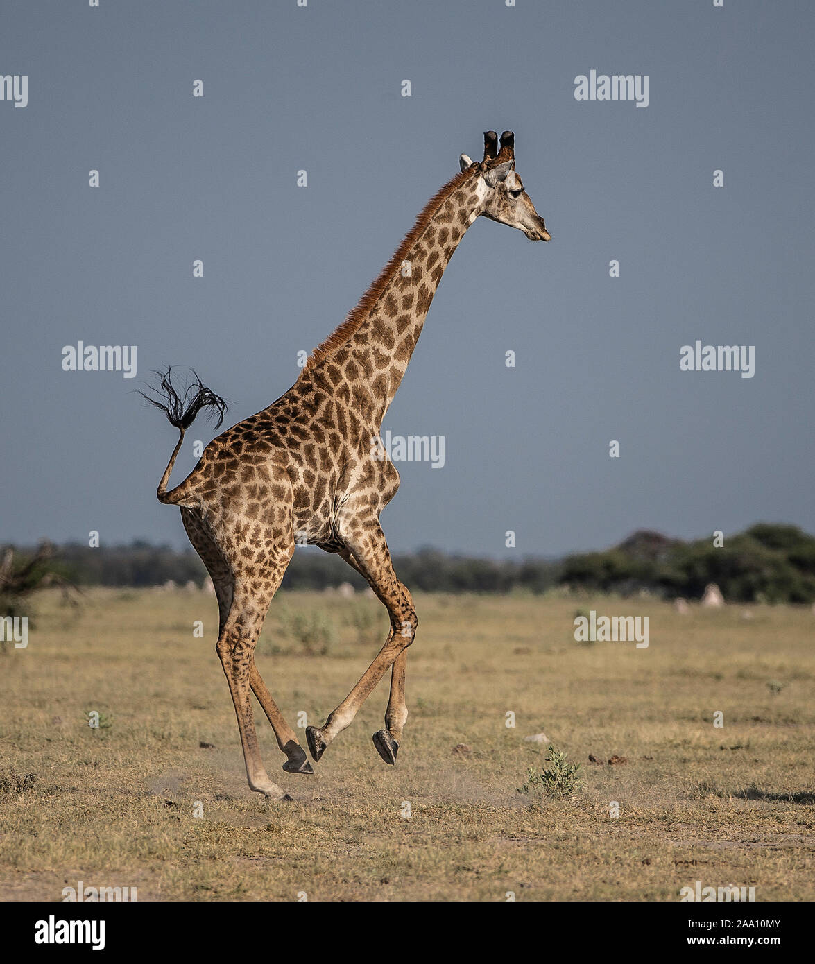 Eine Giraffe, die von einem Wasserloch, gestützt durch die Anwesenheit eines Löwen alarmiert worden. Stockfoto