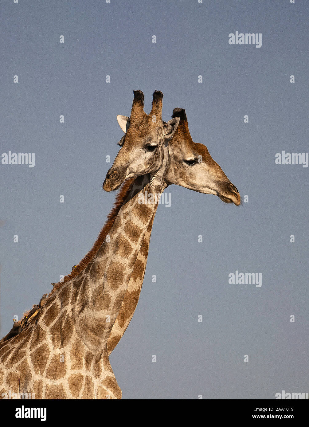 Zwei Giraffen Kreuzung Hals, fast wie ein Zwei vorangegangen Giraffe Stockfoto
