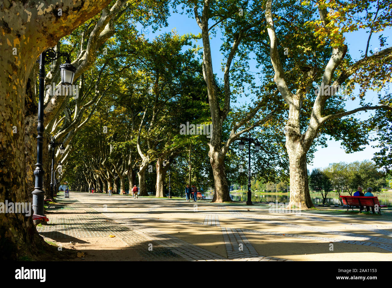 Öffentlichen Platz mit grossen Bäumen im Herbst in Ponte de Lima Portugal Stockfoto