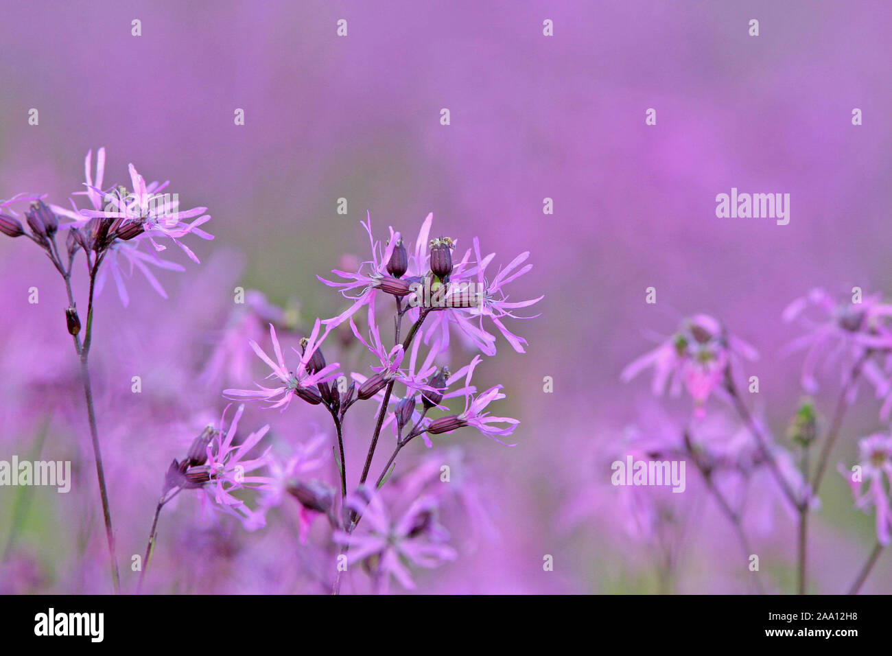 Bl' hende Kuckuckslichtnelken (Lupinus flos-cuculi)/Ragged Robin (Lupinus flos cuculi) in Blüte im Frühsommer Stockfoto