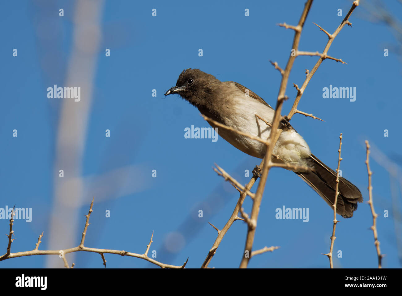 Gemeinsame bulbul-Pycnonotus barbatus Mitglied des bulbul Familie der Vögel aus. Es ist in Nord-östlichen, nördlichen, westlichen und zentralen Afrika gefunden Stockfoto