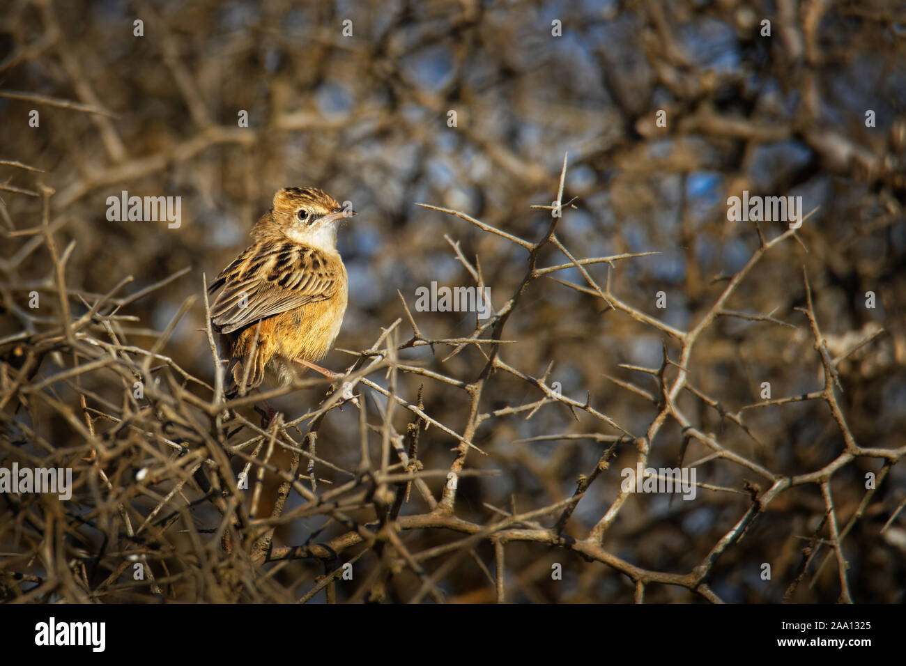 Zitting Cisticola juncidis Cisticola - oder streifig Fantail warbler Alte Welt warbler, Zucht Sortiment umfasst Südeuropa, Afrika und südlichen Asi Stockfoto