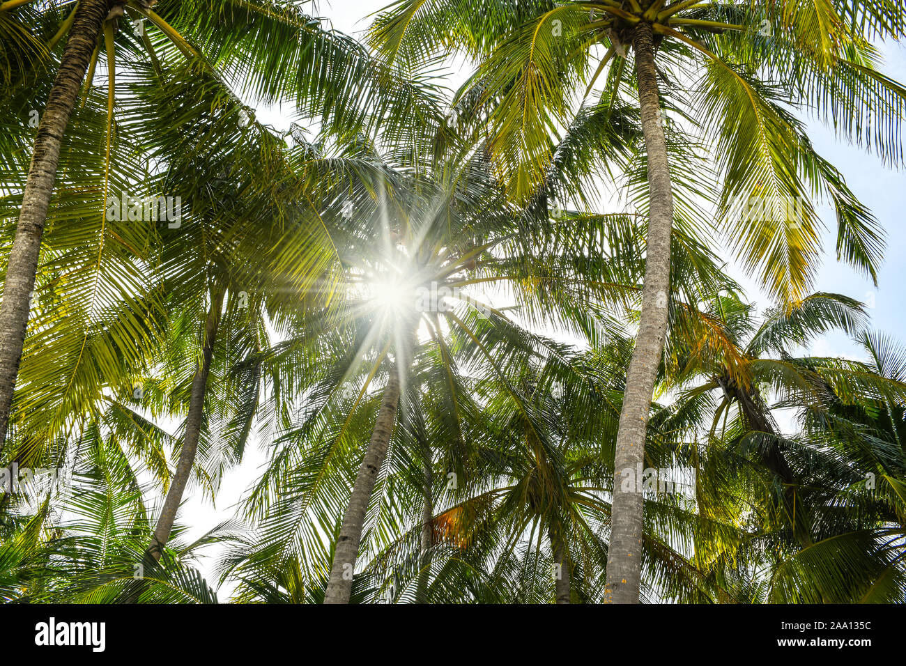 Sonnenstrahlen dringen durch die grünen Palmenblättern auf der exotischen Strand Stockfoto