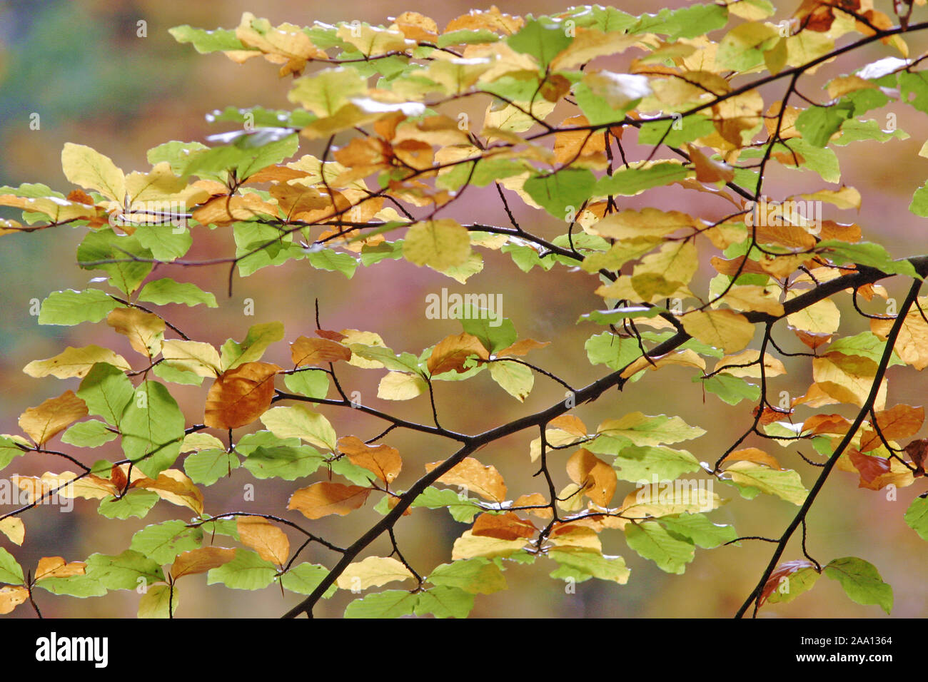 Herbstlich gefärbtes Buchenlaub/Autumnale farbige Buche Blätter Stockfoto