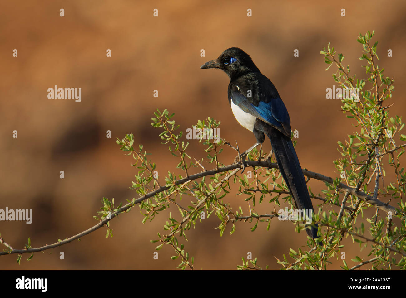 Europäische Magpie - Pica Pica oder gemeinsamen Magpie ist ein Bewohner Zucht schwarz-weißen Vogel in der gesamten nördlichen Teil des eurasischen Kontinents mit t Stockfoto
