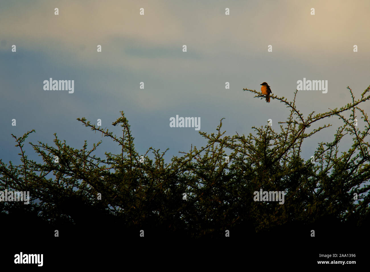 Fulvous Schwätzer - Argya fulva fulvus oder Fulvous chatterer ist Vogel in Leiothrichidae, warmen Braun mit sehr blasser Streifen auf der Krone und zurück Stockfoto