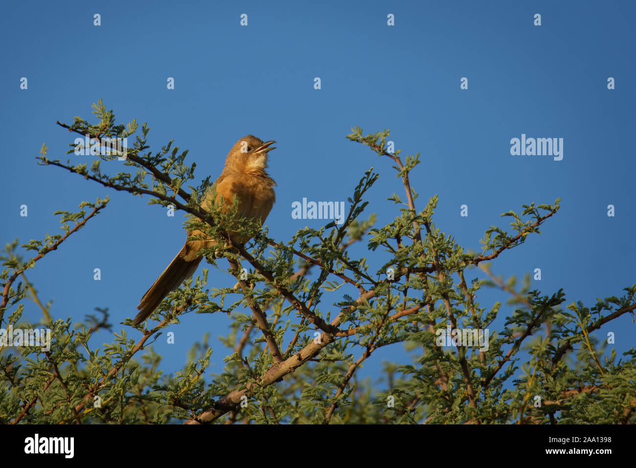 Fulvous Schwätzer - Argya fulva fulvus oder Fulvous chatterer ist Vogel in Leiothrichidae, warmen Braun mit sehr blasser Streifen auf der Krone und zurück Stockfoto