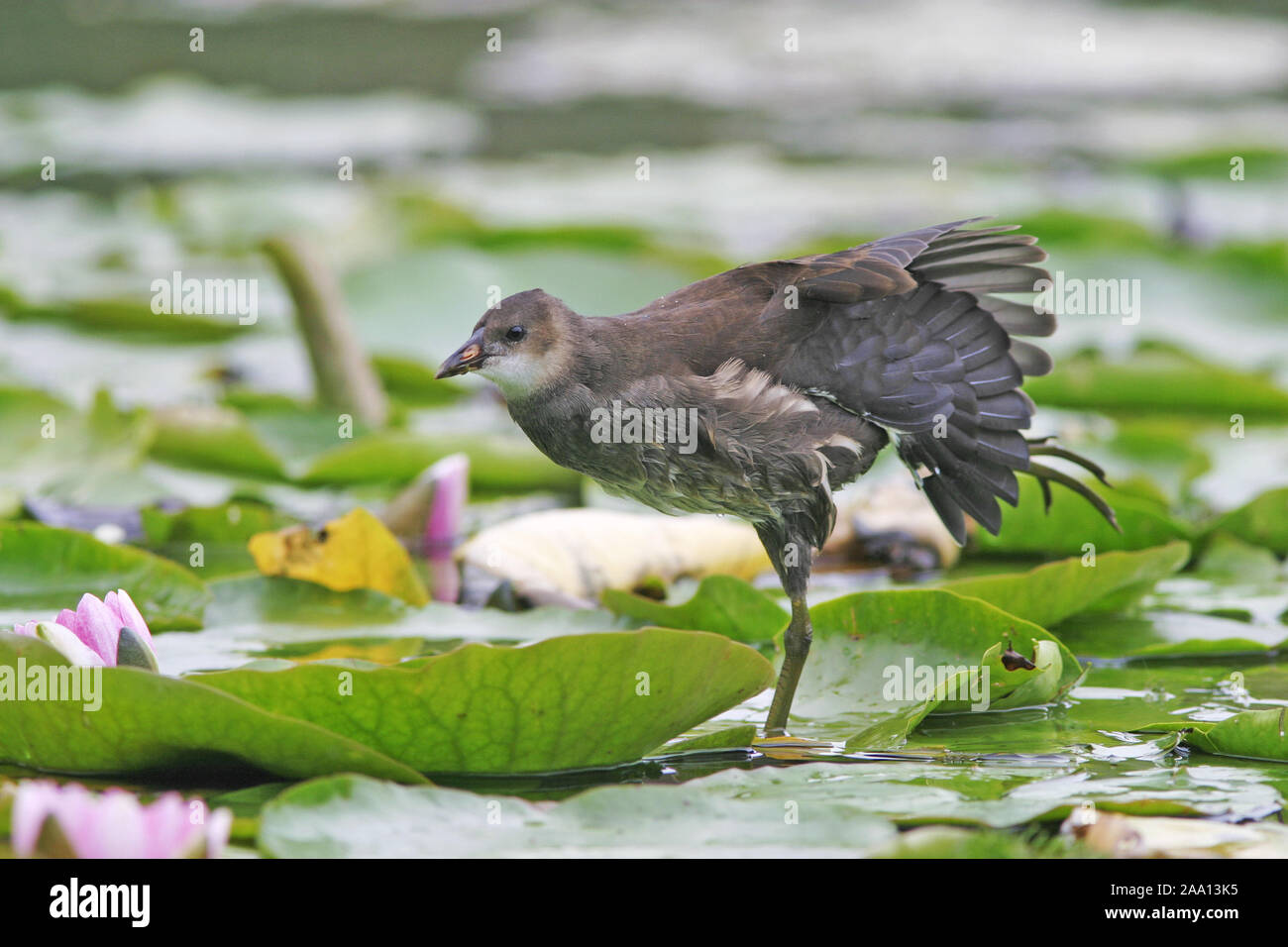 Junges Teichhuhn (Gallinula chloropus) läuft auf den Seerosenblättern und streckt Flügel und Bein/Jung Sumpfhuhn (Gallinula chloropus) wird ausgeführt Stockfoto