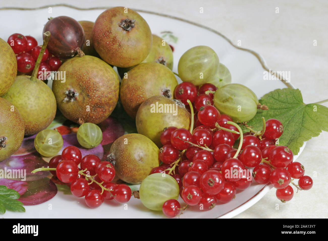 Früchteteller mit Zuccurbirnen, roten Johannisbeeren, Roten und Grünen Stachelbeeren/Obstteller mit Birnen (Zuccurbirnen), rote Johannisbeeren, Rot- und g Stockfoto