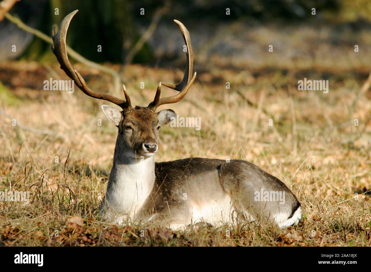 Damhirsch (Dana Dana) geniesst die waermende Sonne, Wildpark Weilburg/Damwild (Dana Dana) genießt die wärmenden Sonne, Captive Stockfoto