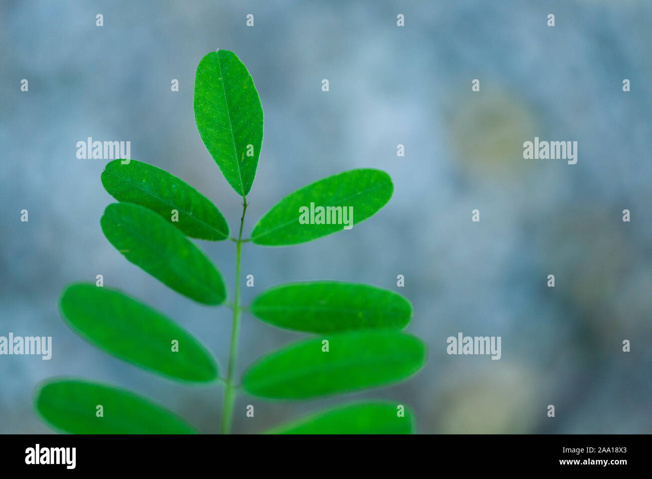 Close up Farnblätter. Grün, dreieckig. Blick nach unten. Blury Hintergrund Stockfoto