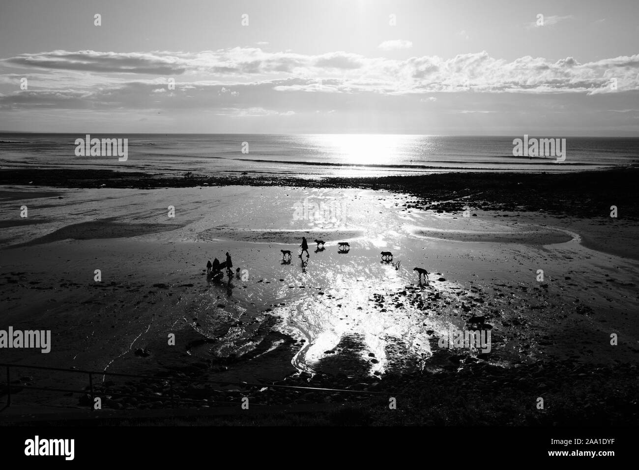 Eine Gruppe von Hunden loping wie Wölfe auf dem Sand Langland Strand Langland Bay bei Ebbe im Winter Sonne der ein Morgen auf die Gower Halbinsel Stockfoto