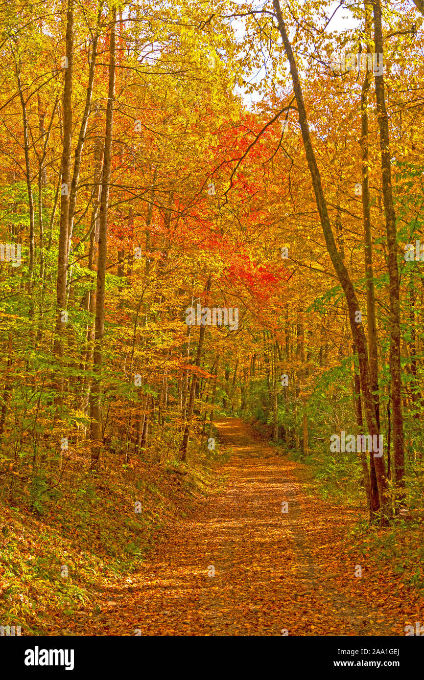 Einsamen Waldweg im Herbst in der Great Smoky Mountains National Park in North Carolina Stockfoto