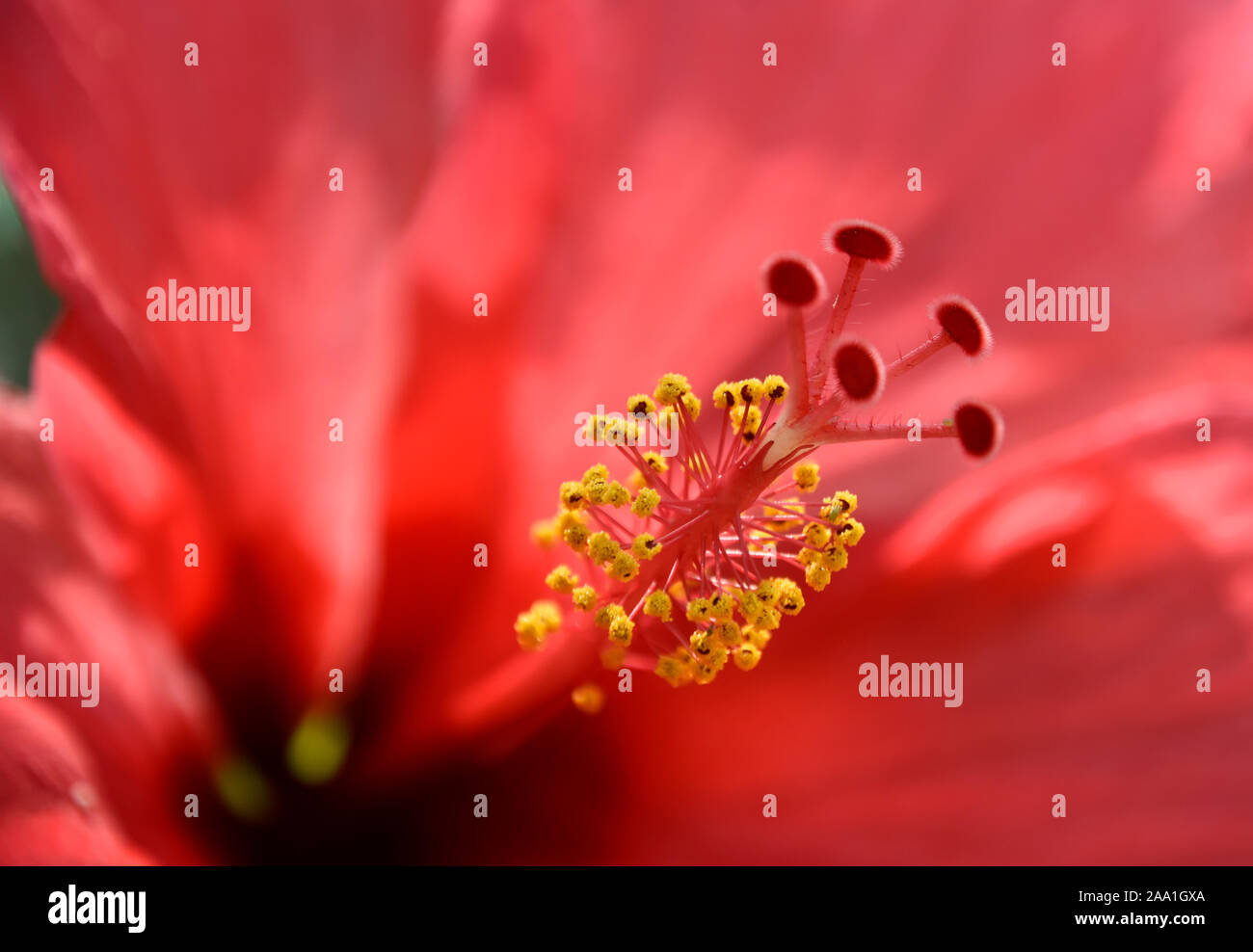Nahaufnahme von roten Hibiskus Blume Stigmatisierung und Staubgefäße im Botanischen Garten in New Mexiko. Stockfoto