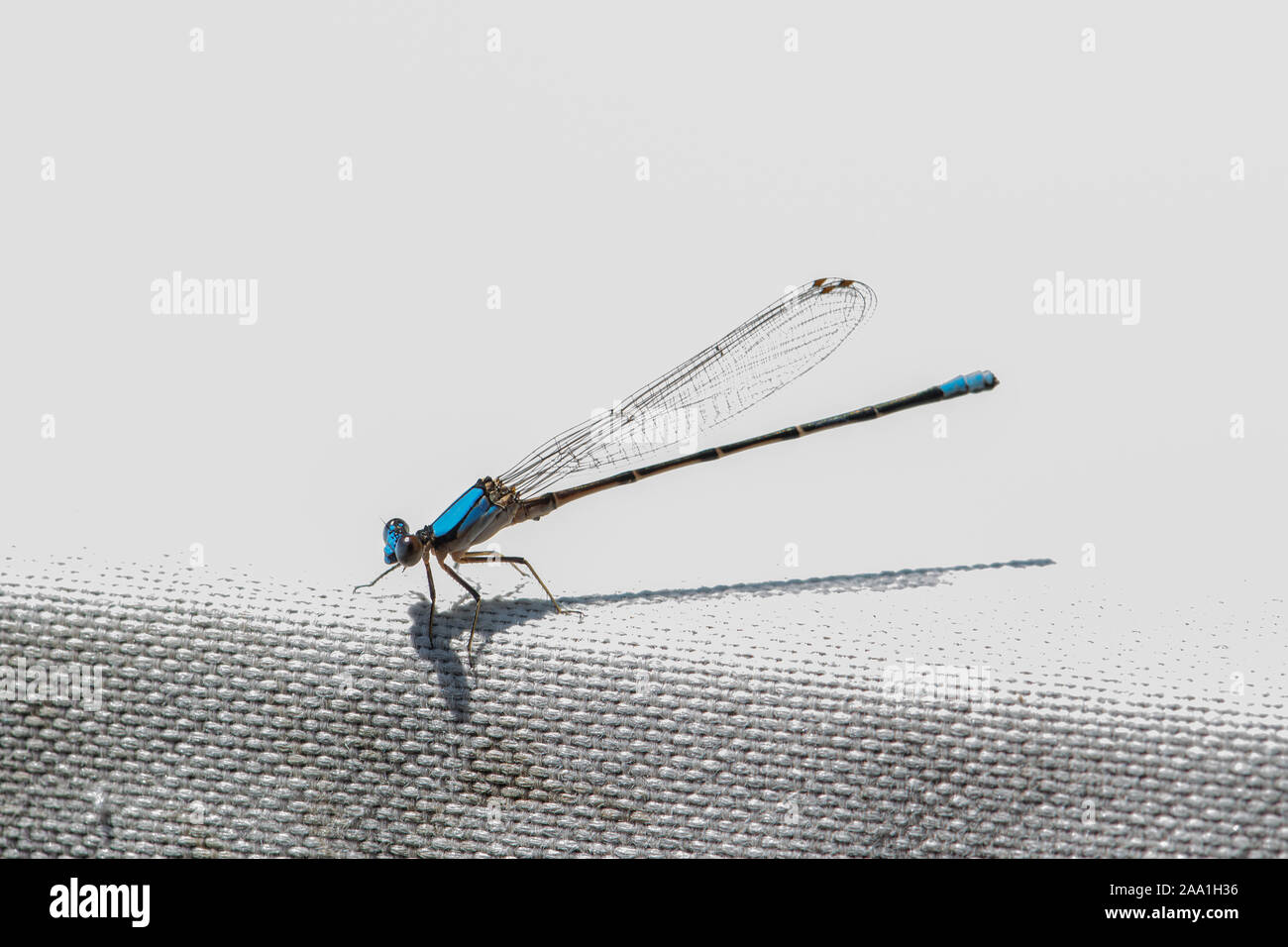 Blue-fronted Tänzerin. Stockfoto