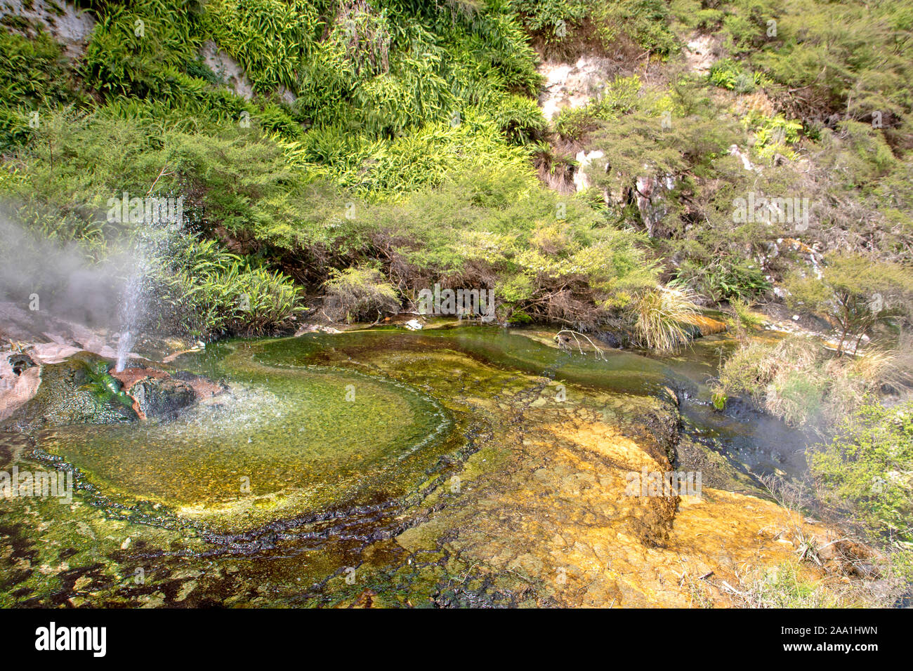 Geysir im Vulkantal Waimangu Stockfoto