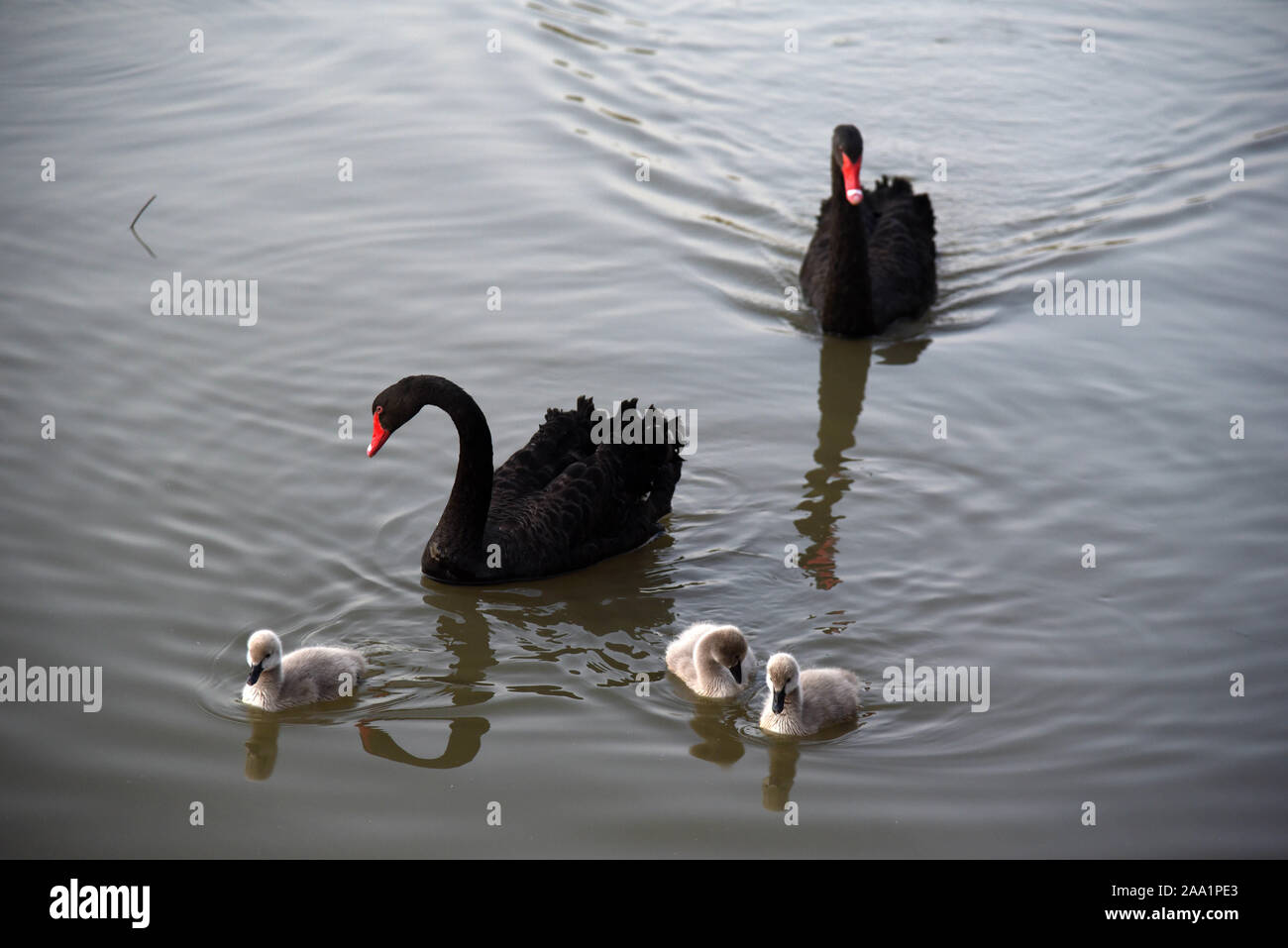 Jinan. Nov, 2019 18. Foto an November 18, 2019 zeigt Schwäne am Jixi nationalen Feuchtgebiet, in westlichen Jinan, Provinz Shandong im Osten Chinas. Das Feuchtgebiet umfasst eine Fläche von etwa 33,4 Quadratkilometern. Credit: Wang Kai/Xinhua/Alamy leben Nachrichten Stockfoto