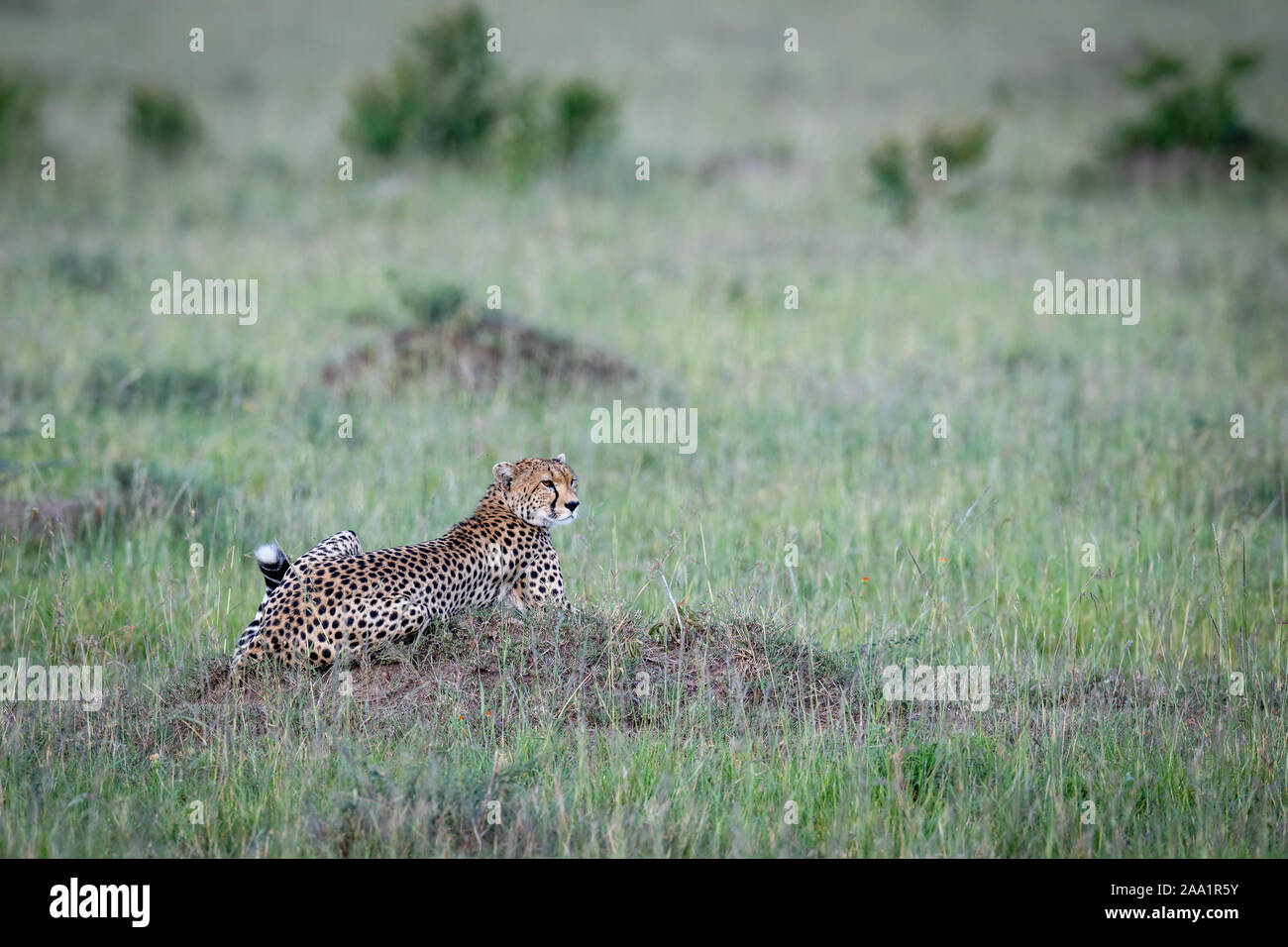 Südosten afrikanischen Geparden (Acinonyx jubatus jubatus) in Kenia Stockfoto