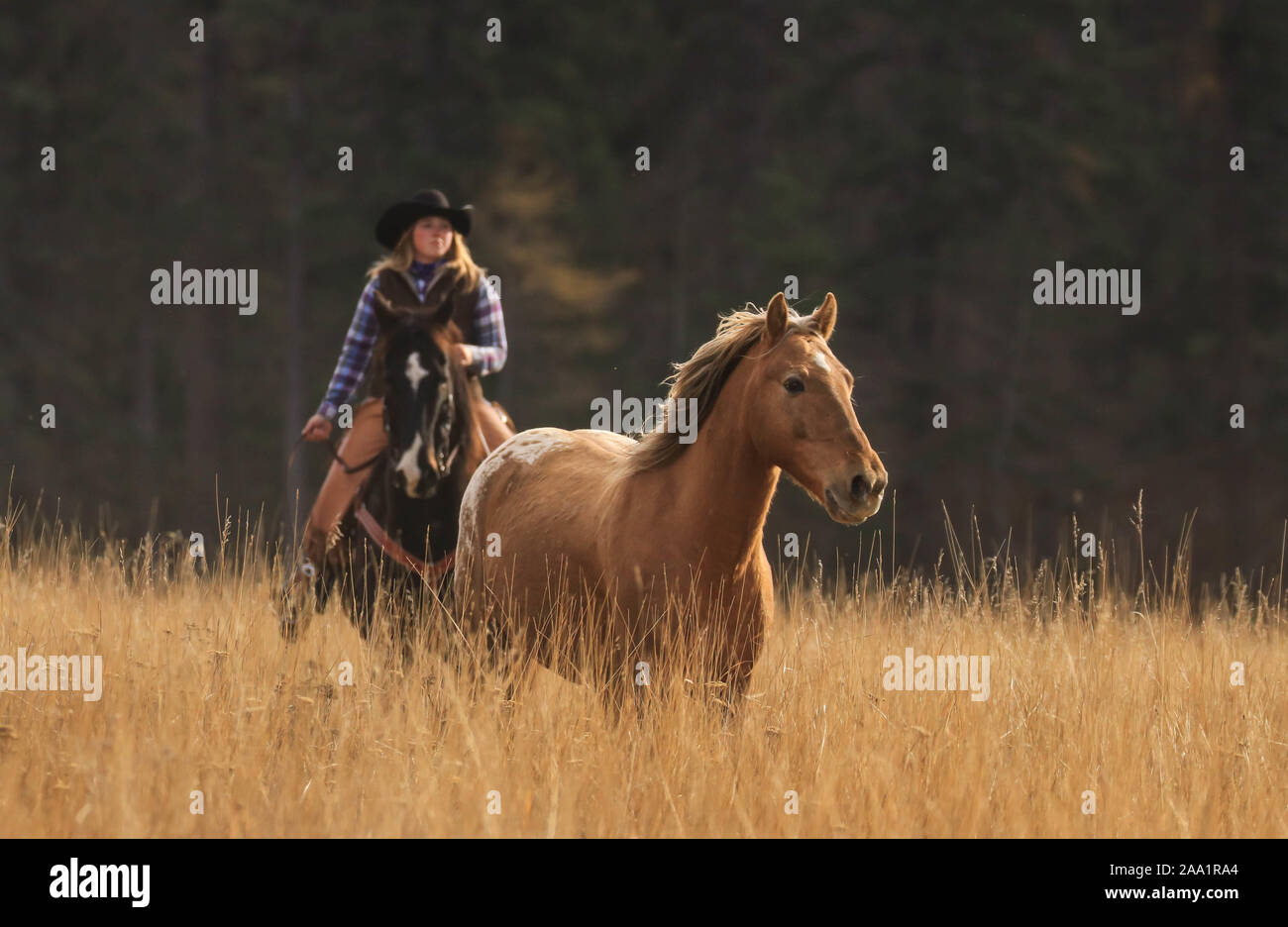 Cowgirl Reiten auf der Bar W Guest Ranch in Whitefish Montana Stockfoto