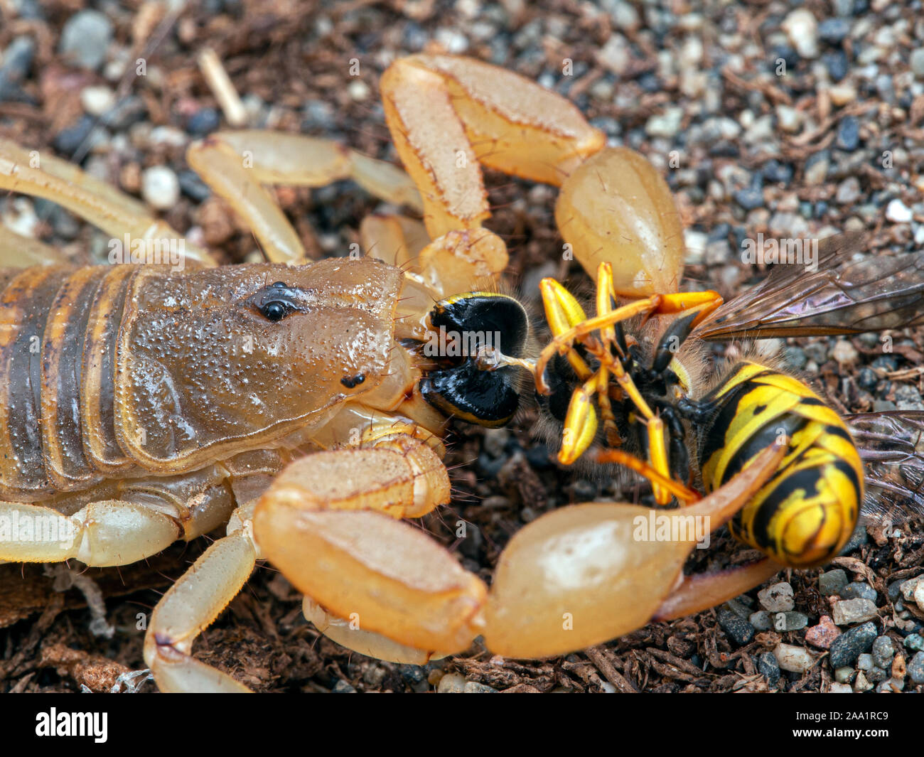 Erwachsene Frau stripe-tailed Scorpion, Paravaejovis spinigerus, Essen eine yellowjacket Wespe, Dolichovespula arenaria, Seitenansicht Stockfoto