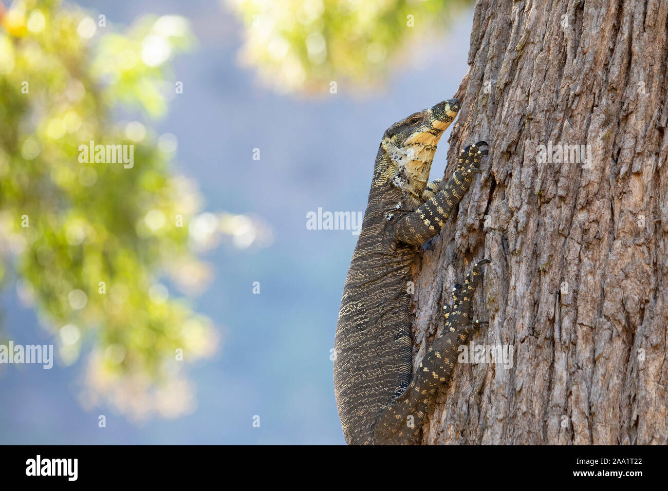Lace Monitor (Varanus varius) klettern auf einen Baum. Auch als goanna bekannt. Stockfoto