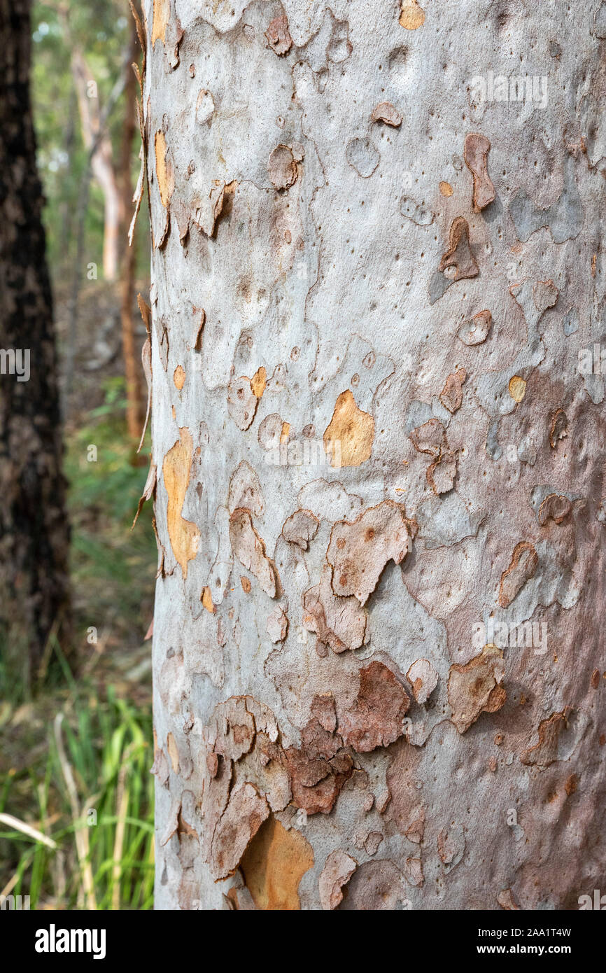 Rinde Muster auf eine Angophora costata, eine gemeinsame Wald und Wald Baum des östlichen Australien. Eng mit eucalytpus, diese Art ist auch Kom Stockfoto