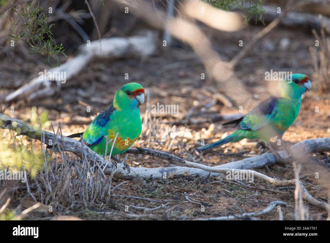 Australische Ringneck Parrot (Barnardius zonarius) Ernährung auf dem Boden im Outback von Queensland. Auch als Mallee Ringneck bekannt. Stockfoto