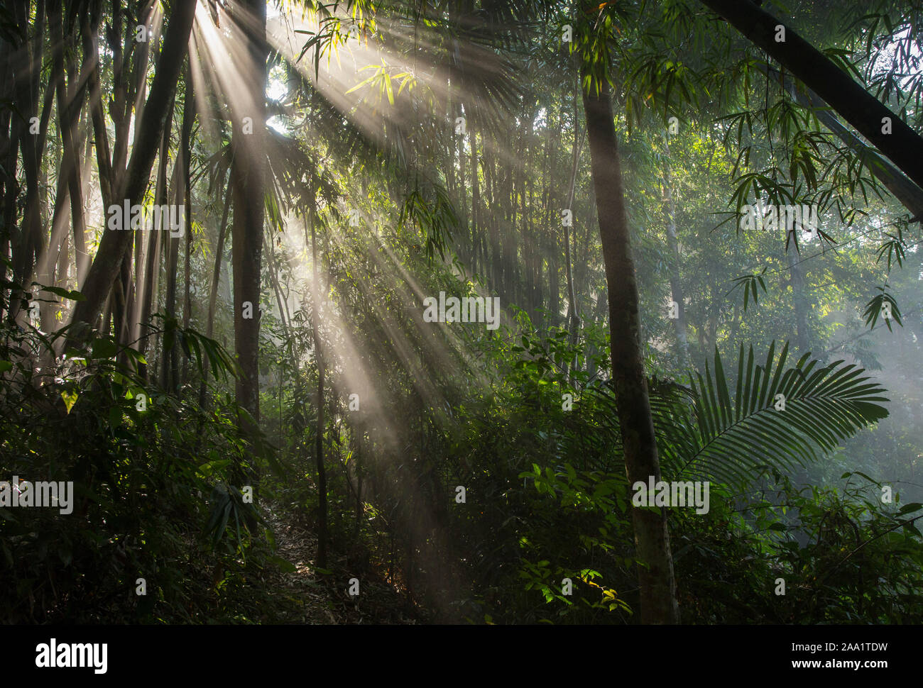 Sonnenlicht und Nebel im üppigen tropischen Regenwald in Kaeng Krachan Nationalpark, Thailand Stockfoto