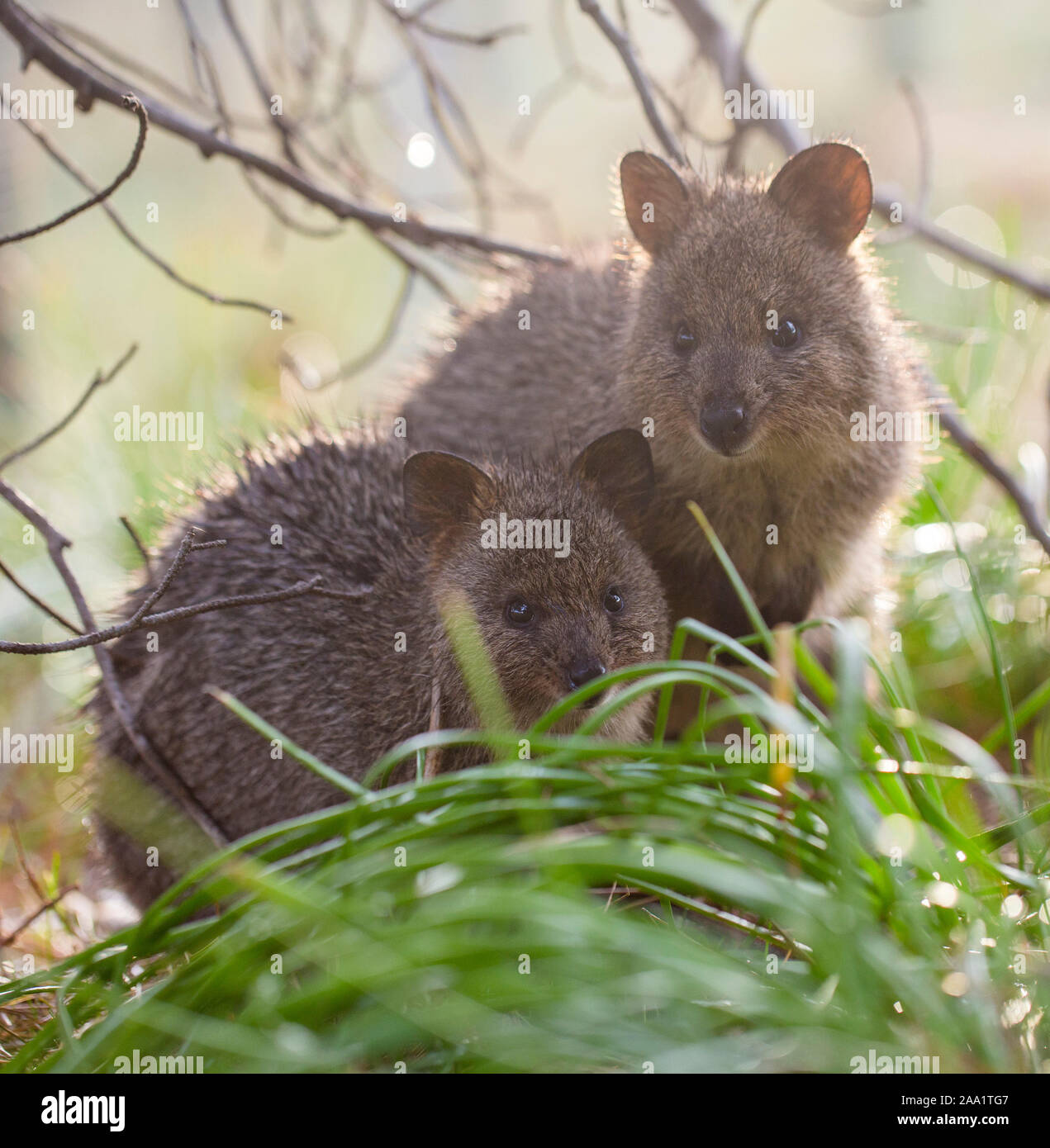 Quokka (Setonix Brachyurus) in den Wilden, Rottnest Island, Western Australia Stockfoto