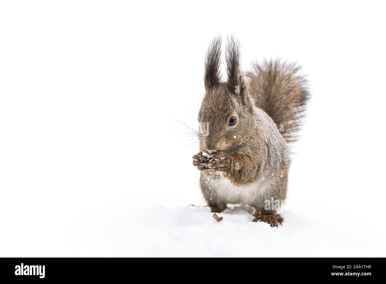 Kleine rote Eichhörnchen im weißen Schnee im Park sitzen und essen, Mutter, Detailansicht Stockfoto