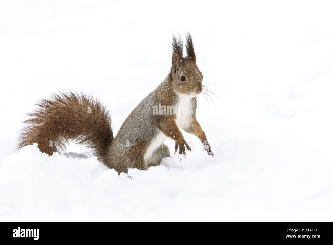Lustige rote Eichhörnchen sitzt auf weißem Schnee im Park und auf der Suche nach rechts Stockfoto