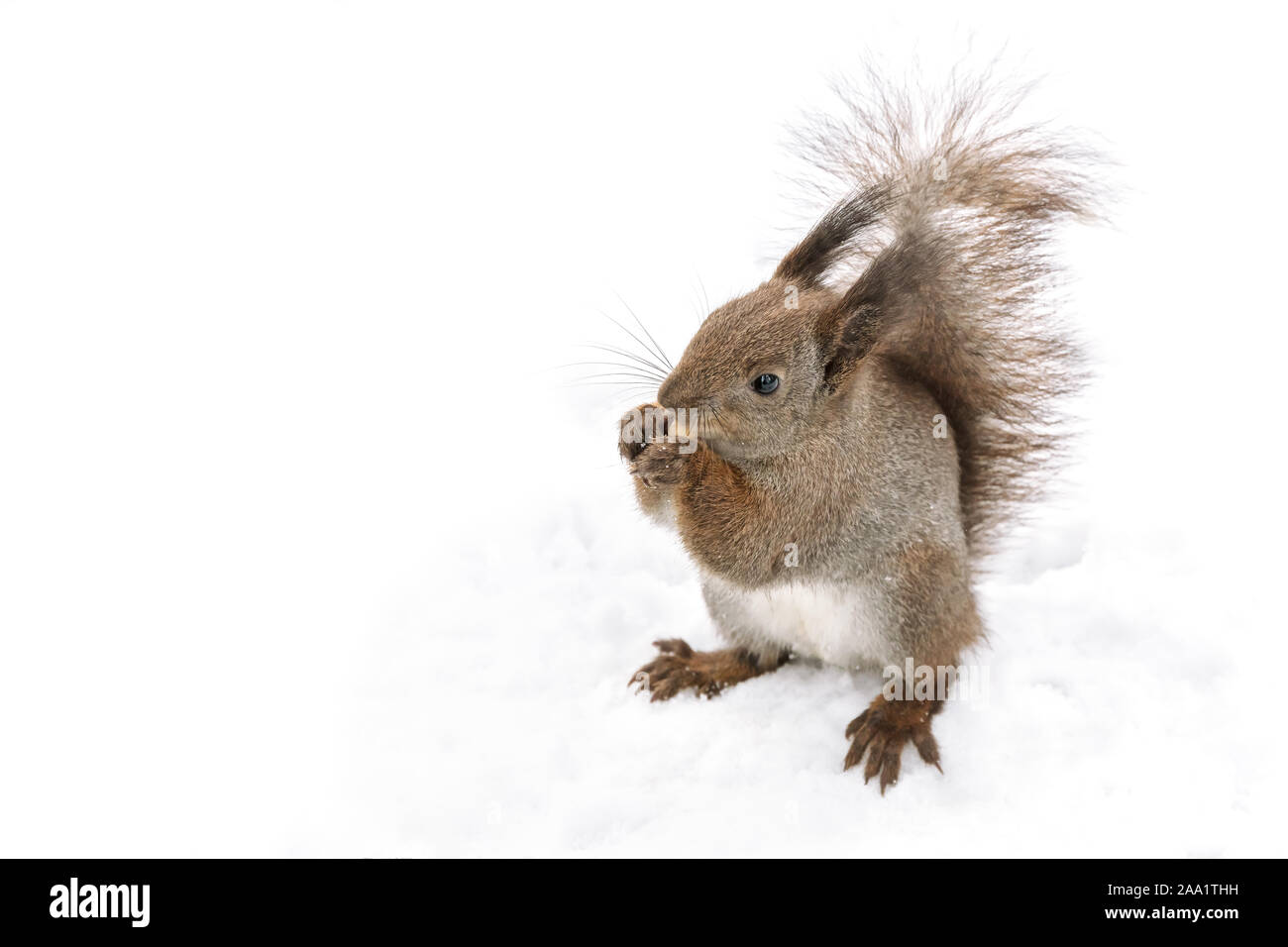 Kleine rote Eichhörnchen sitzt im weißen Schnee im Park mit Mutter Stockfoto