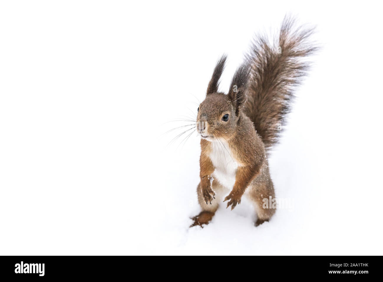 Flauschige rotes hungriges Eichhörnchen auf der Suche nach Muttern im Winter Wald, Detailansicht auf weißem Schnee Hintergrund Stockfoto