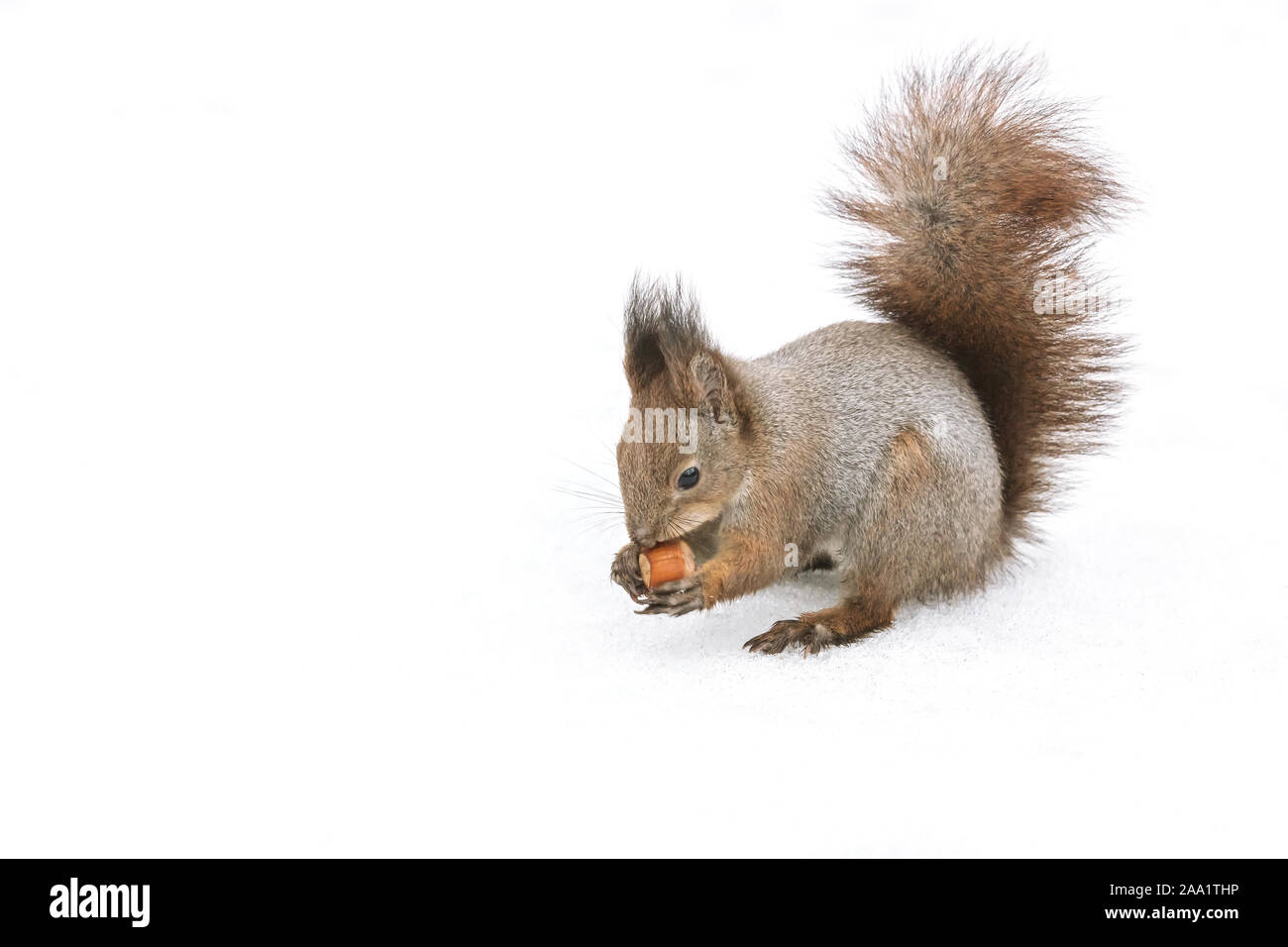 Flauschige Eichhörnchen essen Mutter in Winter Park, weißer Schnee Hintergrund Stockfoto