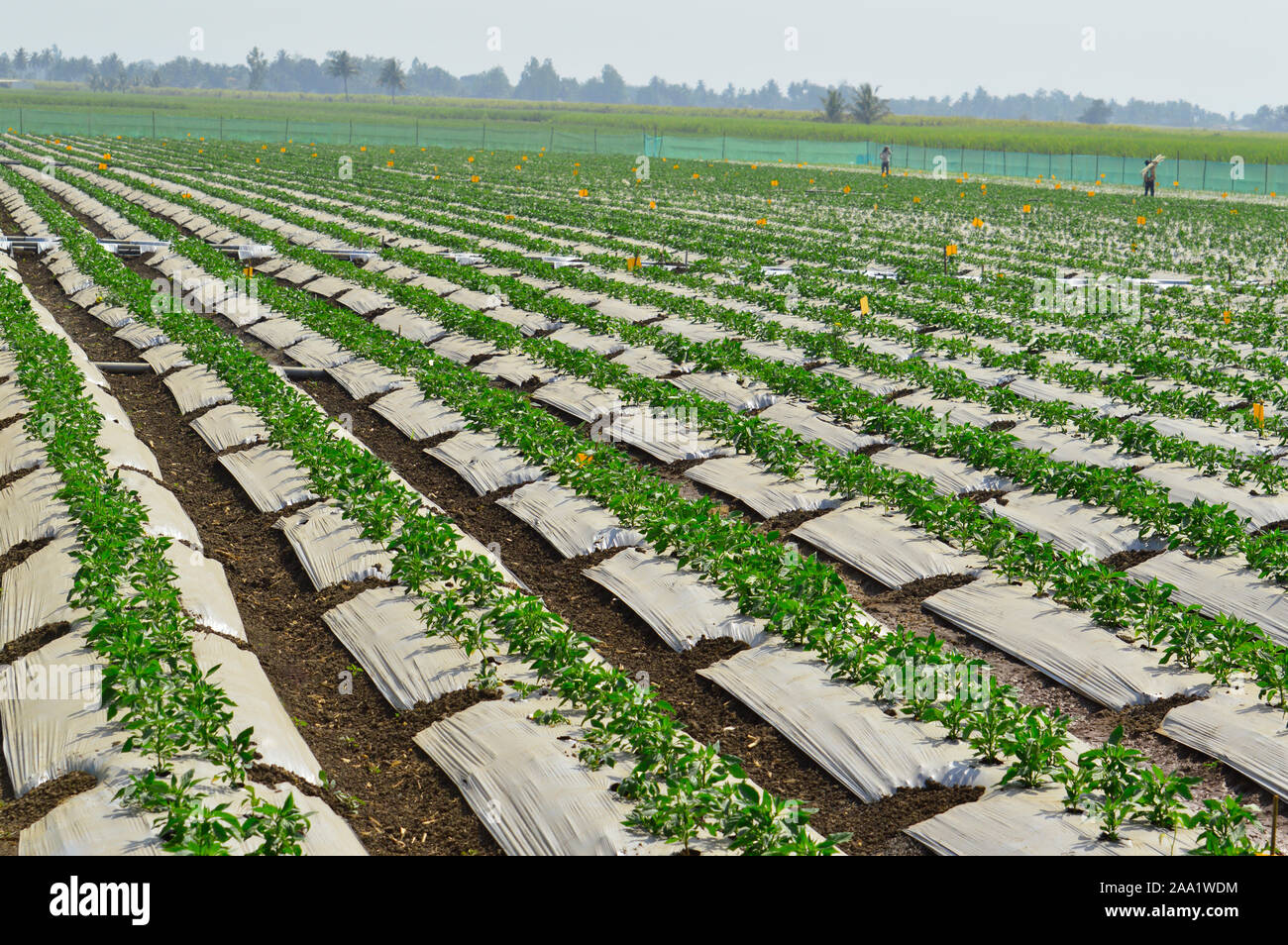 Chili Pflanzen mit mulchen Papier und Tropfbewässerung system Stockfoto