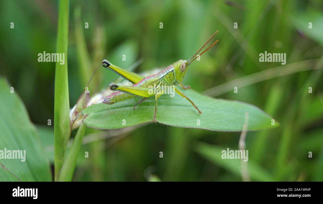 Grüne Heuschrecke, Kaas Plateau, Satara, Maharashtra, Indien Stockfoto