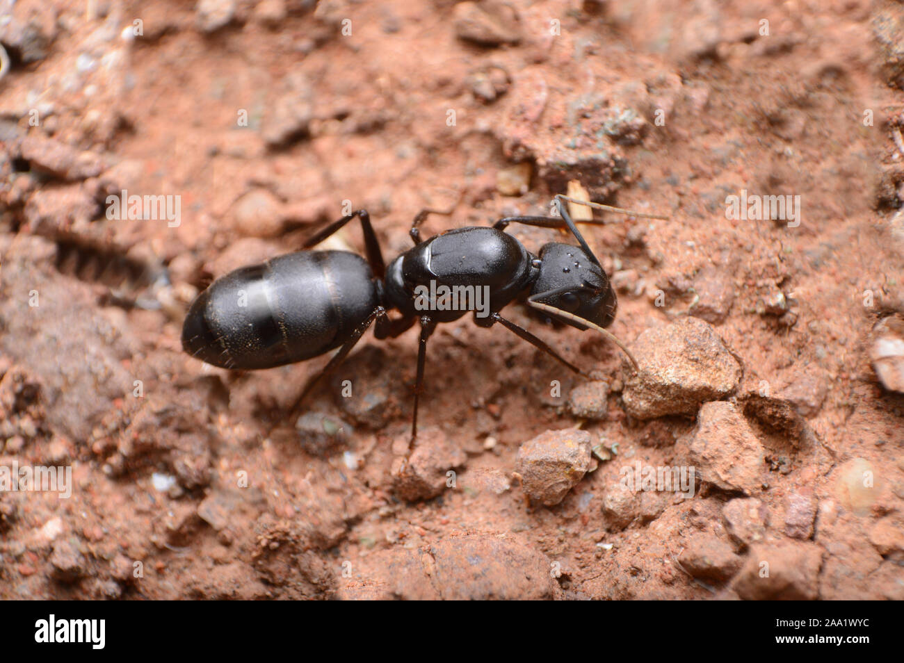 Queen Carpenter ant, Camponotus sp, Satara, Maharashtra, Indien Stockfoto