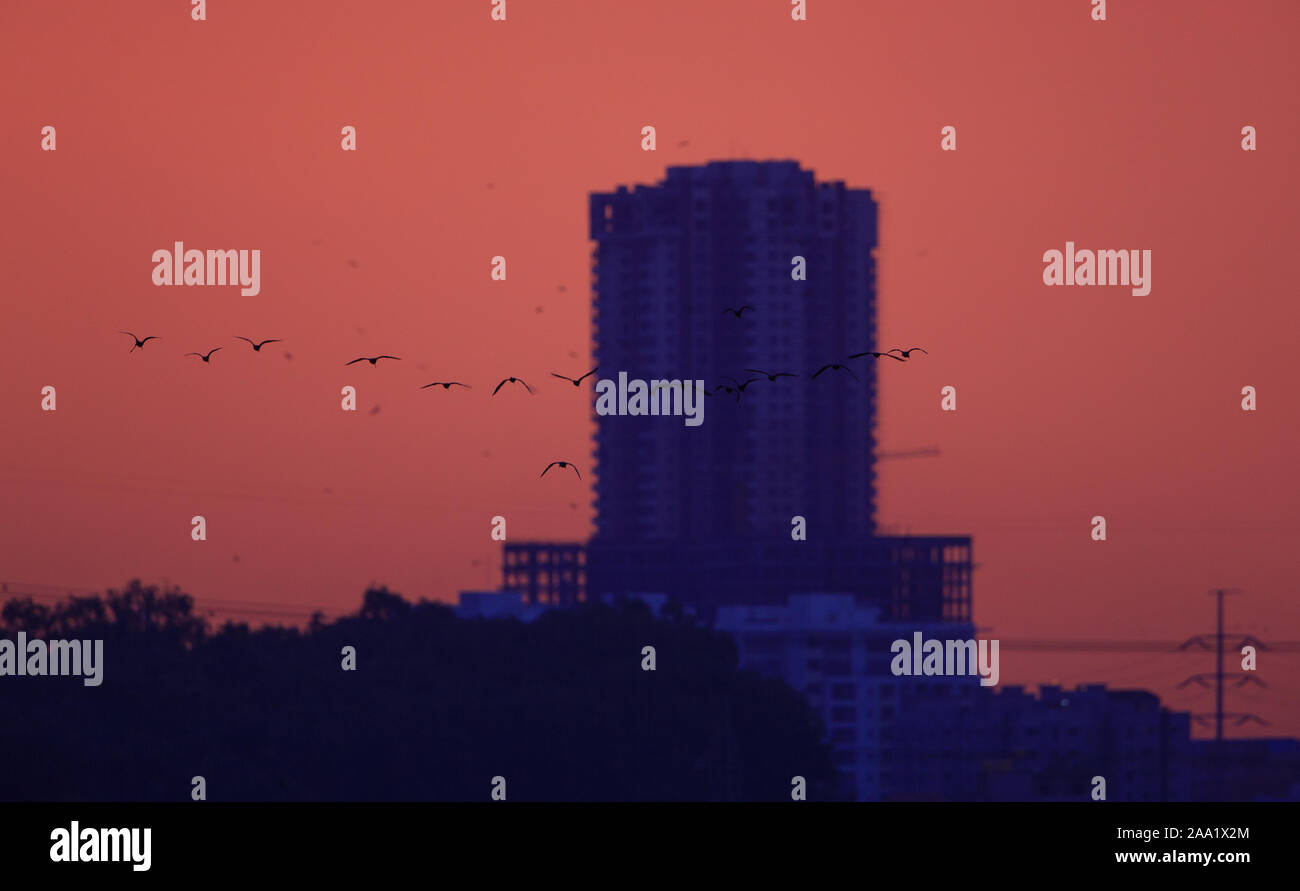 Skyline der Stadt während des Sonnenuntergangs. Eine Herde von fliegenden Vögeln ergänzt die Szene. (Bangalore) Stockfoto