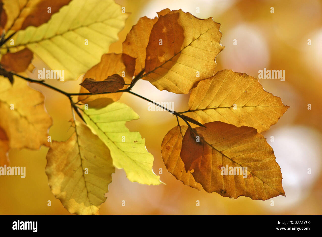 Herbstlich gefärbtes Buchenlaub/Autumnale farbige Buche Blätter Stockfoto