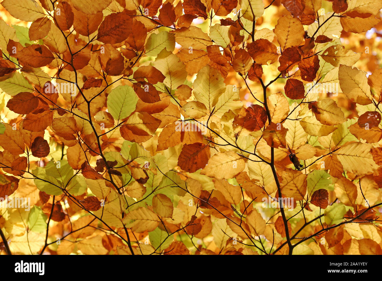 Herbstlich gefärbtes Buchenlaub/Autumnale farbige Buche Blätter Stockfoto