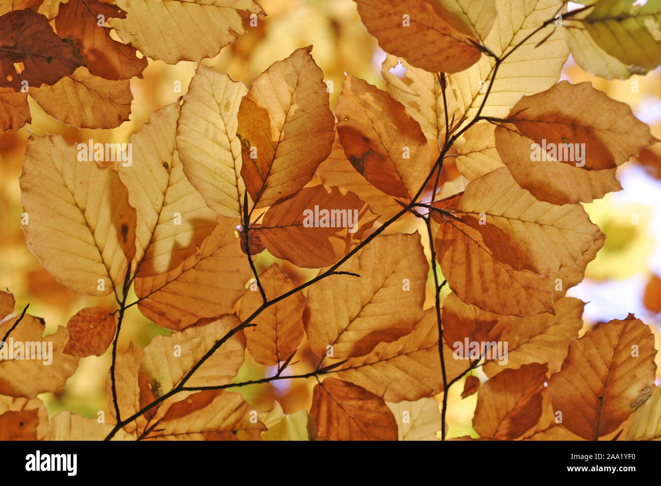 Herbstlich gefärbtes Buchenlaub/Autumnale farbige Buche Blätter Stockfoto