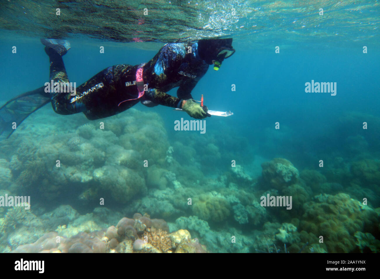 Schnorchler, die Unterwasserwelt der Korallen Umfrage Gesundheit, Lizard Island, Great Barrier Reef, Queensland, Australien. Keine MR oder PR Stockfoto