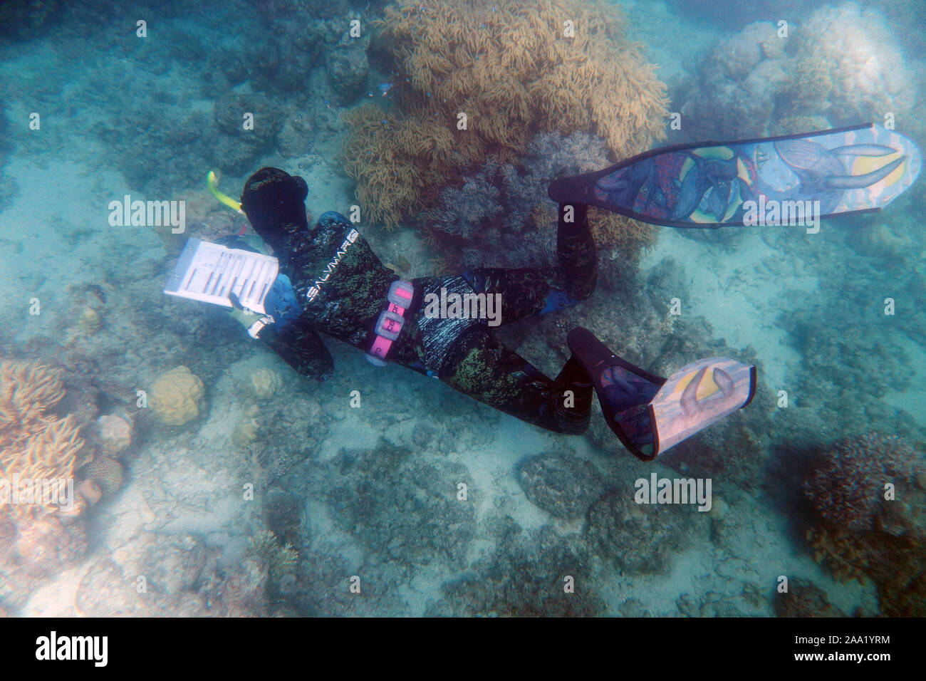 Schnorchler, die Unterwasserwelt der Korallen Umfrage Gesundheit, Lizard Island, Great Barrier Reef, Queensland, Australien. Keine MR oder PR Stockfoto