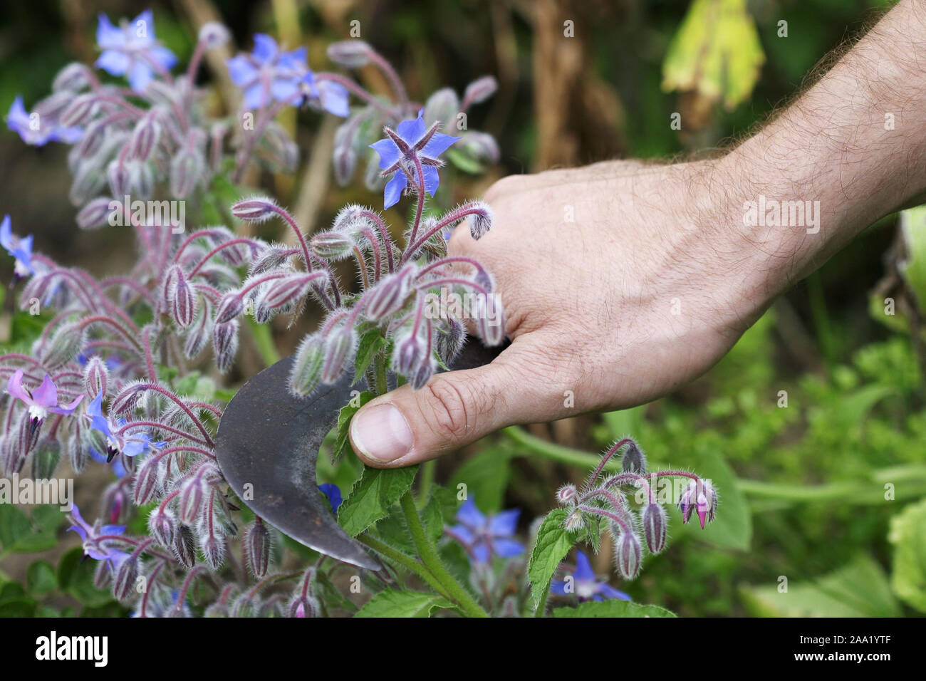 Eine Gärtnerhand Boretschblüten schneidet mit geschwungenen Hippe/ein Gärtner Hand schneiden Borretsch Blüten mit einem spezial Gärtner Messer Stockfoto