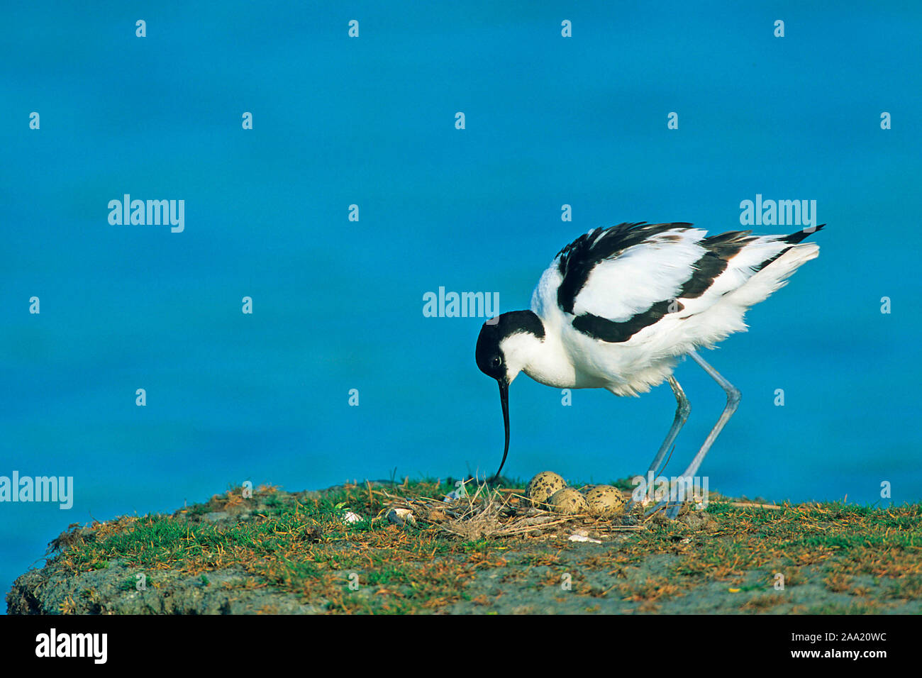 Säbelschnäbler bin (Recurvirostra avosetta Gelege,), Stockfoto