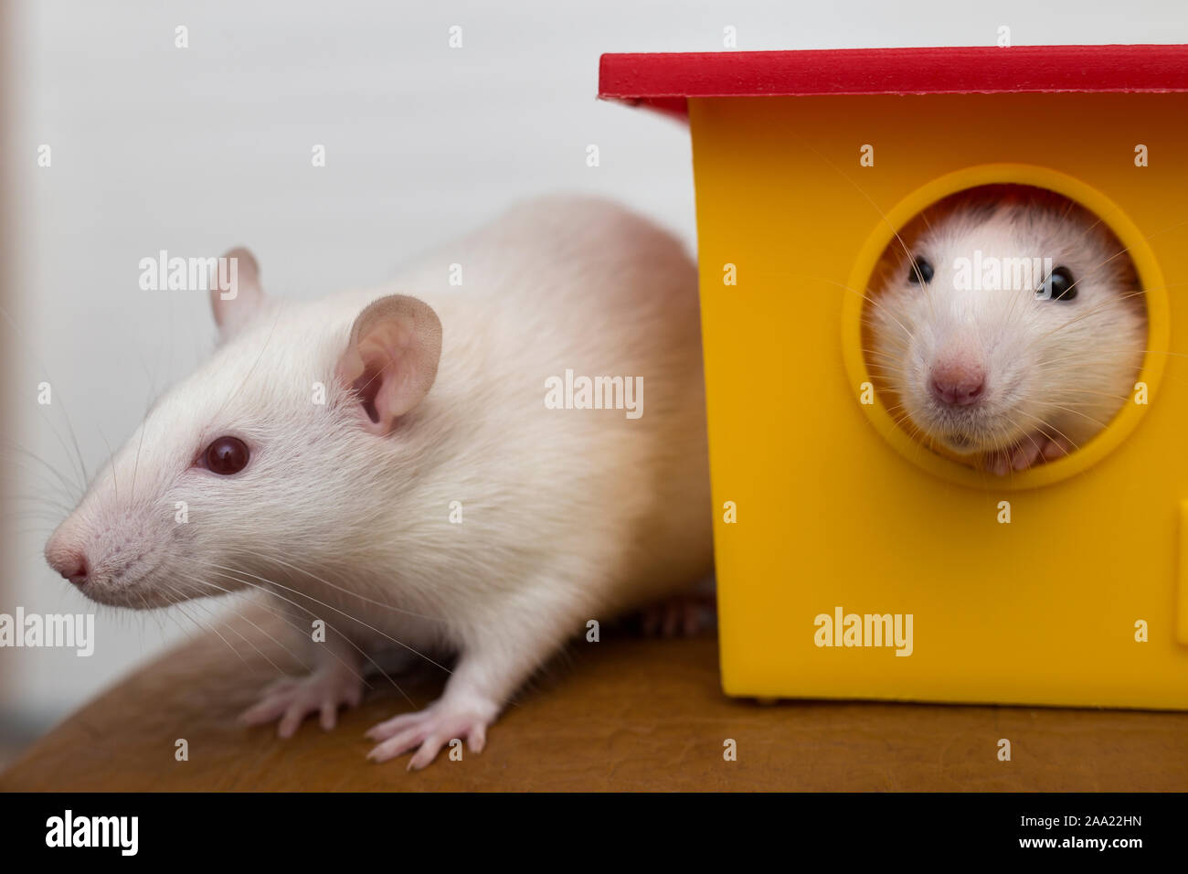 Female Hamster Stockfotos und -bilder Kaufen - Seite 3 - Alamy