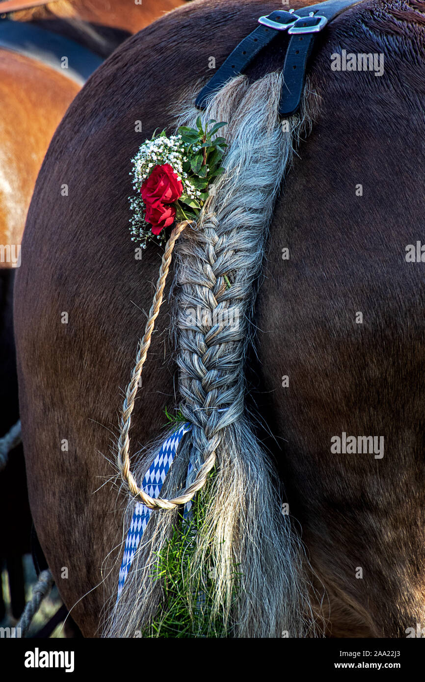 Geflochtenen Pferdeschwanz mit Blumen und Bändern geschmückt Stockfoto
