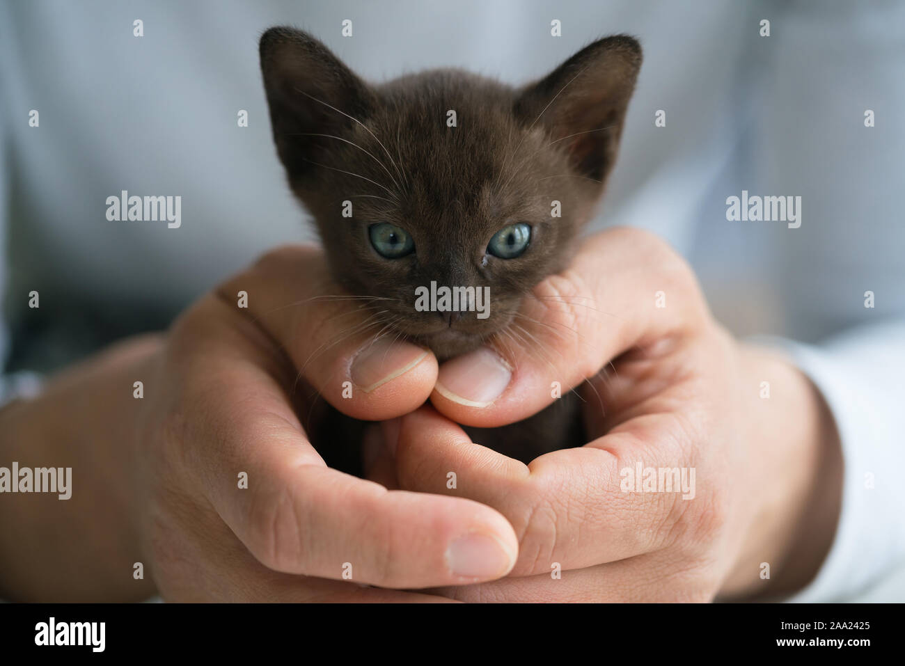 Purebred Burmese Cat Stockfotos und bilder Kaufen Alamy