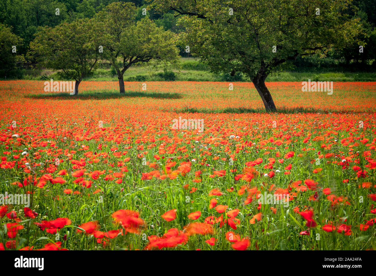 Nussbäume in einem Feld von wilden roten Mohnblumen Stockfoto